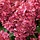 Pluimhortensia (Hydrangea paniculata 'Wim's Red' )