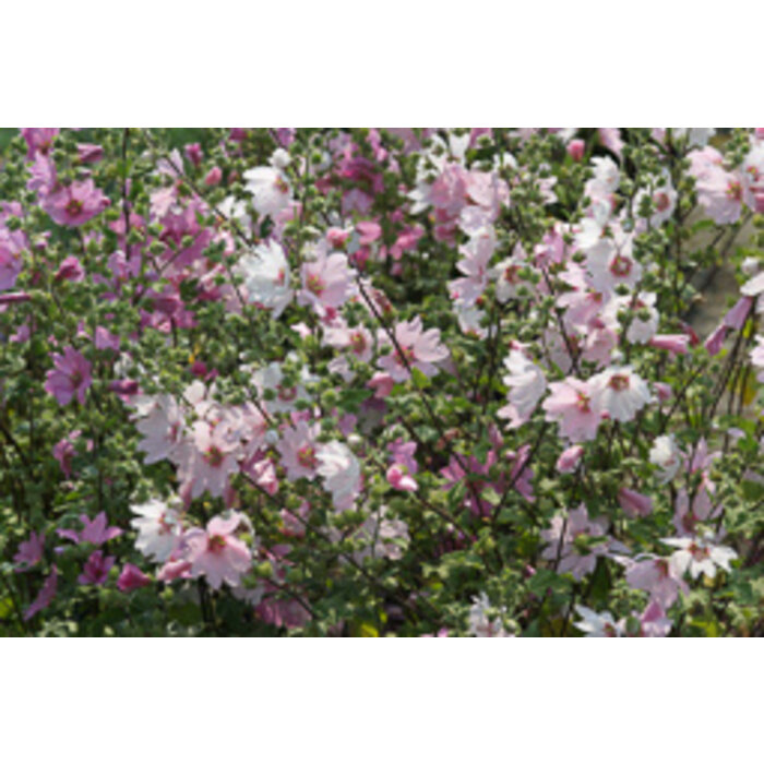 Struikmalva - Lavatera 'Barnsley'