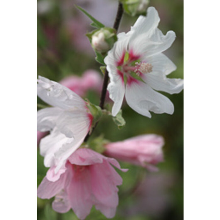 Struikmalva - Lavatera 'Barnsley'