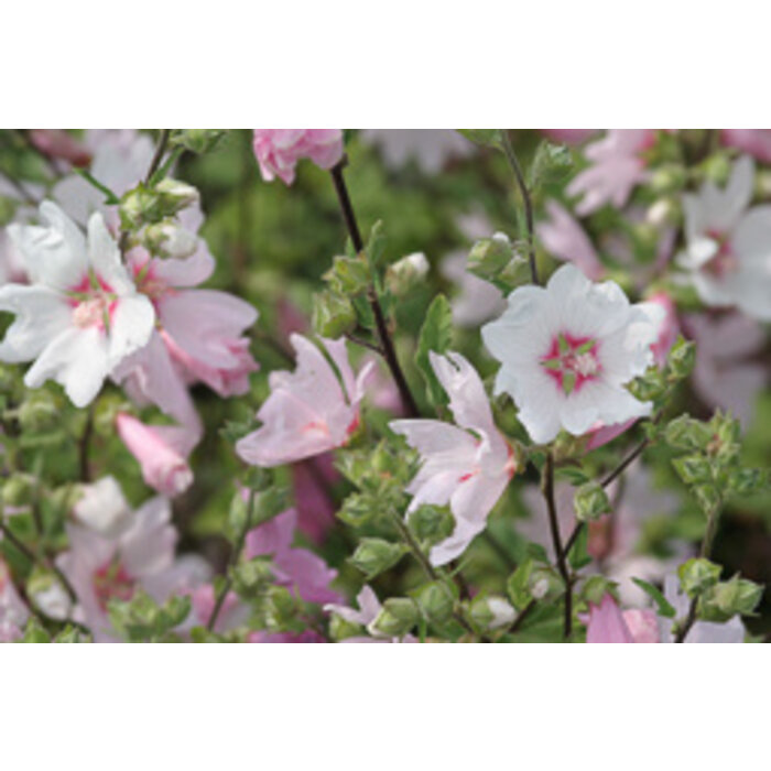 Struikmalva - Lavatera 'Barnsley'