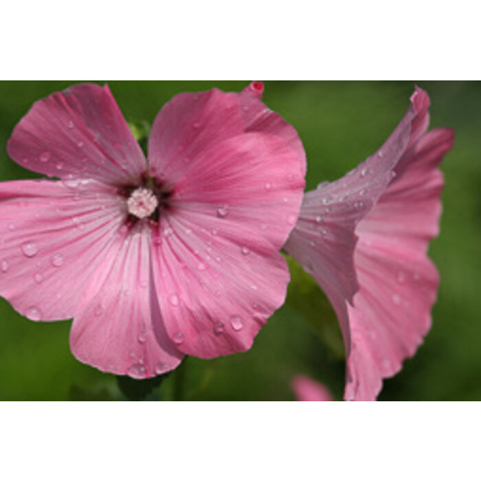 Struikmalva - Lavatera 'Rosea'