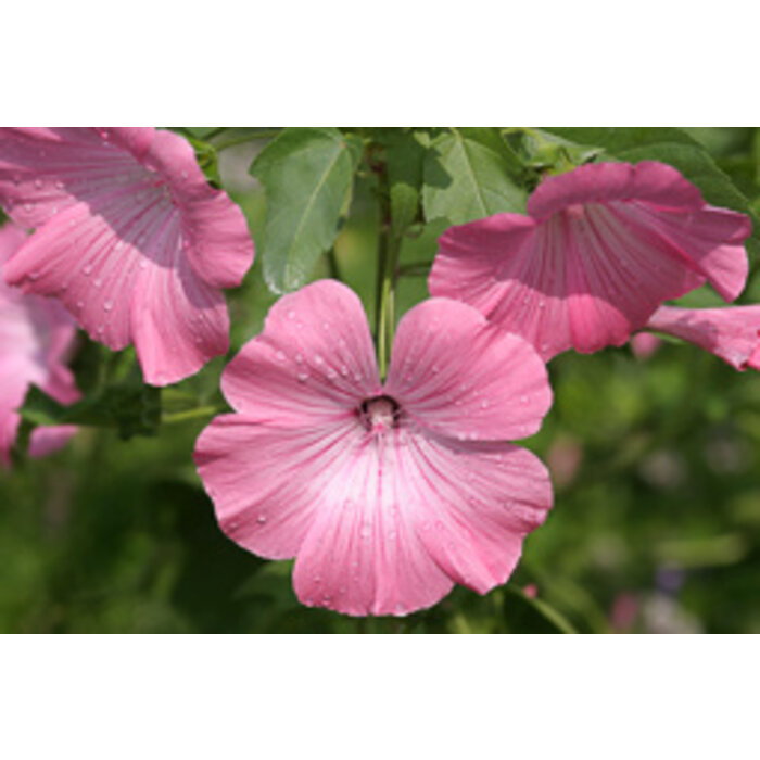 Struikmalva - Lavatera 'Rosea'