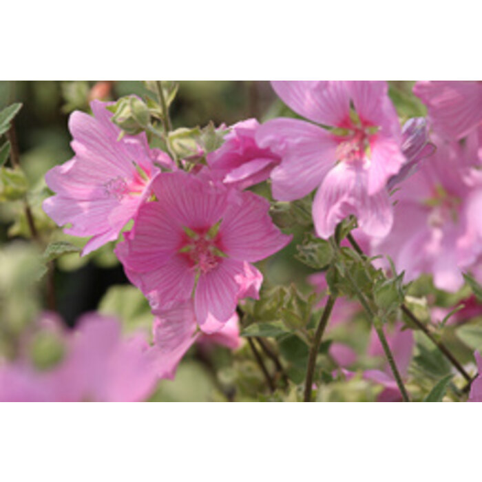 Struikmalva - Lavatera 'Rosea'
