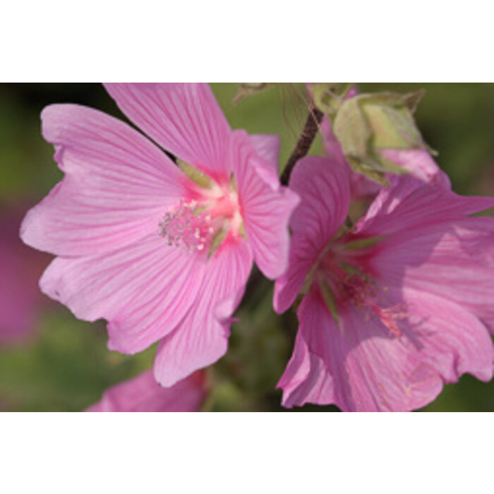 Struikmalva - Lavatera 'Rosea'