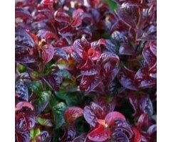 Druifheide - Leucothoe axillaris 'Twisting Red'