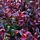 Druifheide (Leucothoe axillaris 'Twisting Red')