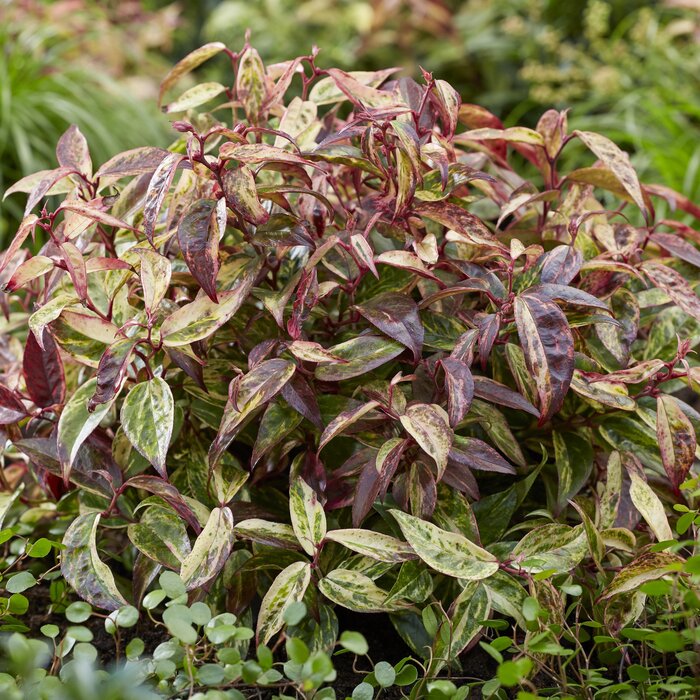 Druifheide (Leucothoe fontanesiana 'Makijaz' ®)