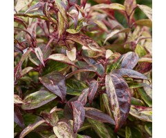Druifheide - Leucothoe fontanesiana 'Makijaz' ®