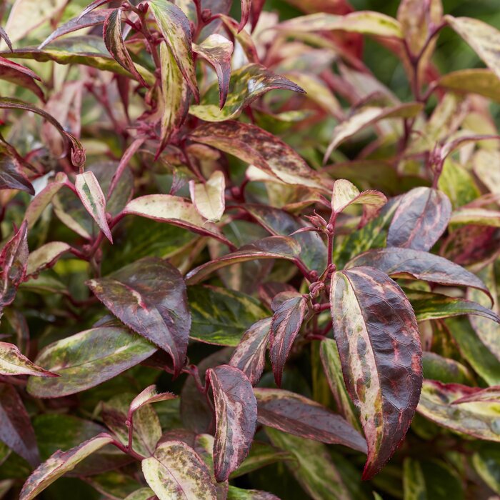 Druifheide (Leucothoe fontanesiana 'Makijaz' ®)