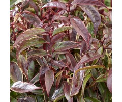 Druifheide - Leucothoe fontanesiana 'Whitewater' ®