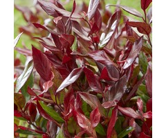 Druifheide - Leucothoe 'Little Flames'