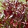 Druifheide (Leucothoe 'Little Flames')