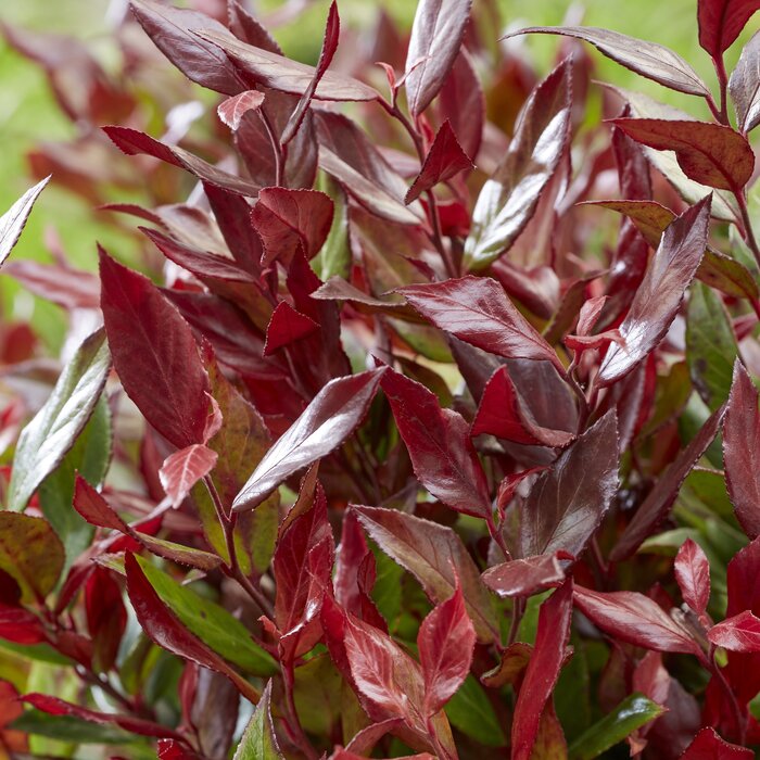 Druifheide (Leucothoe 'Little Flames')