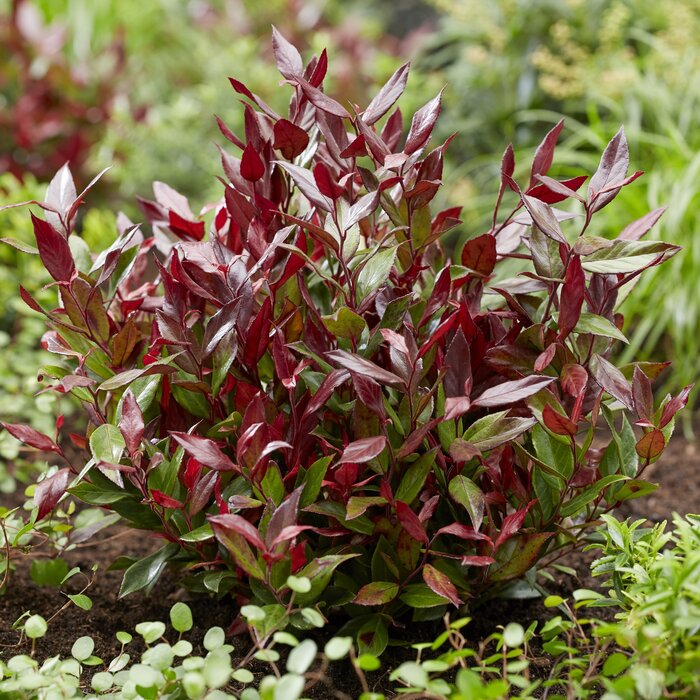 Druifheide (Leucothoe 'Little Flames')