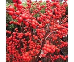 Winterbes - Ilex verticilata Magical Berry