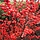 Winterbes - Ilex verticilata Magical Berry