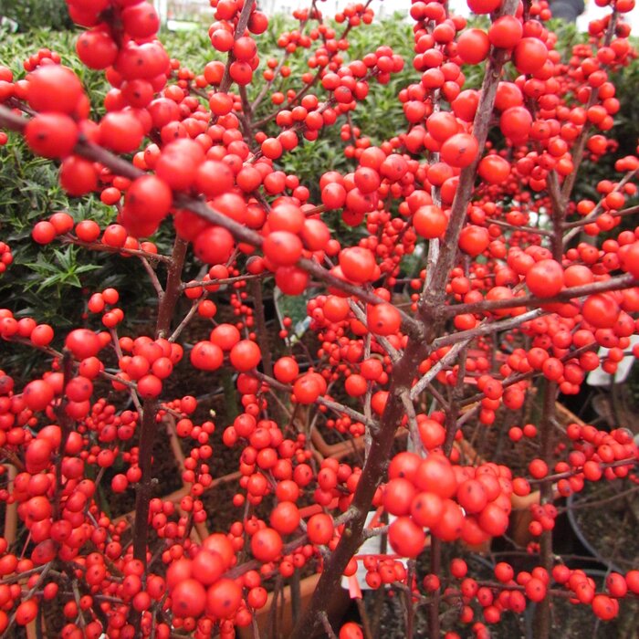 Winterbes - Ilex verticilata Magical Berry