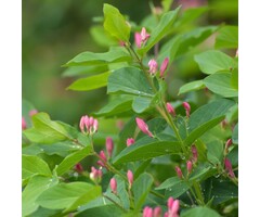 Lonicera tatarica 'Rosea' - Struikkamperfoelie