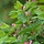 Lonicera tatarica 'Rosea' - Struikkamperfoelie