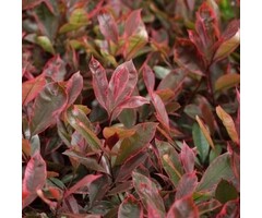 Glansmispel - Photinia fraseri Louise