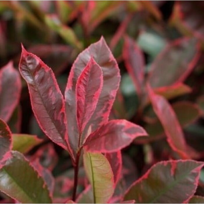 Glansmispel (Photinia fraseri Louise)