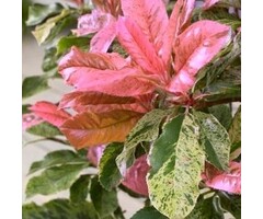 Glansmispel - Photinia serratifolia Pink Crispy