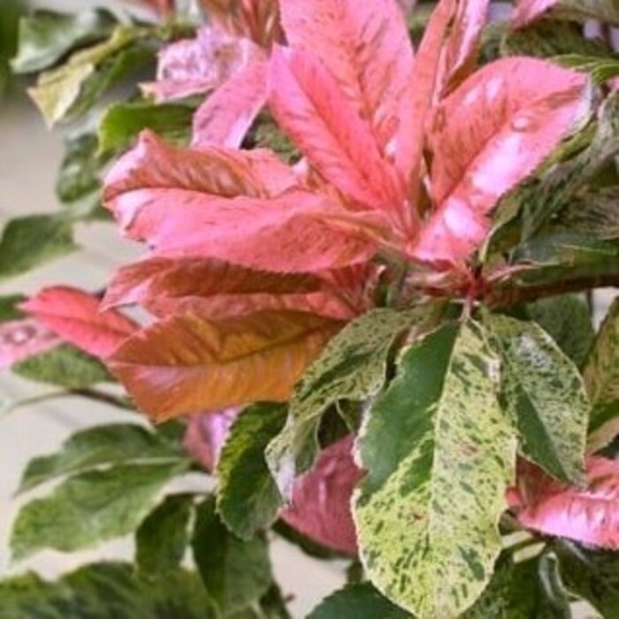 Glansmispel (Photinia serratifolia Pink Crispy)