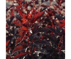 Sneeuwbalspirea - Physocarpus opulifolius 'All Black'