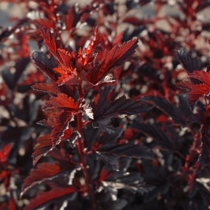 Sneeuwbalspirea (Physocarpus opulifolius 'All Black')