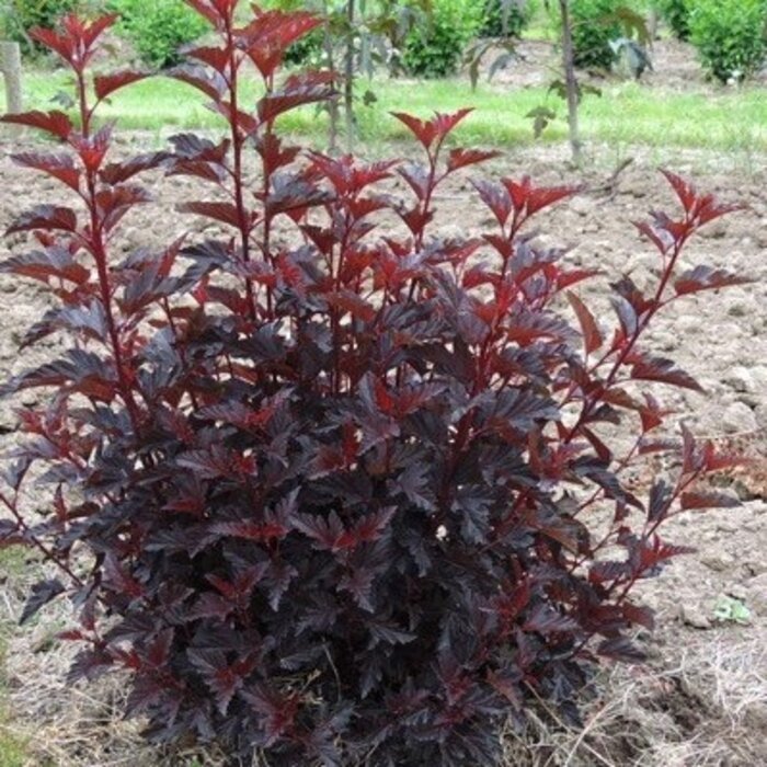 Sneeuwbalspirea (Physocarpus opulifolius 'All Black')