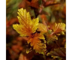 Physocarpus opulifolius 'Little Angel'- Blaasspirea