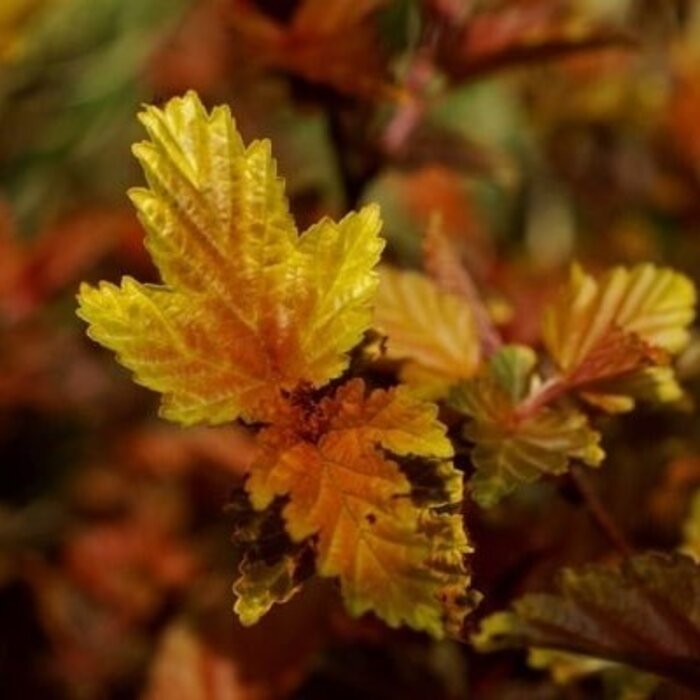 Physocarpus opulifolius 'Little Angel'- Blaasspirea