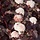 Sneeuwbalspirea (Physocarpus opulifolius 'Lady in Red' ®)