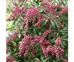 Rotsheide - Pieris japonica 'Passion'
