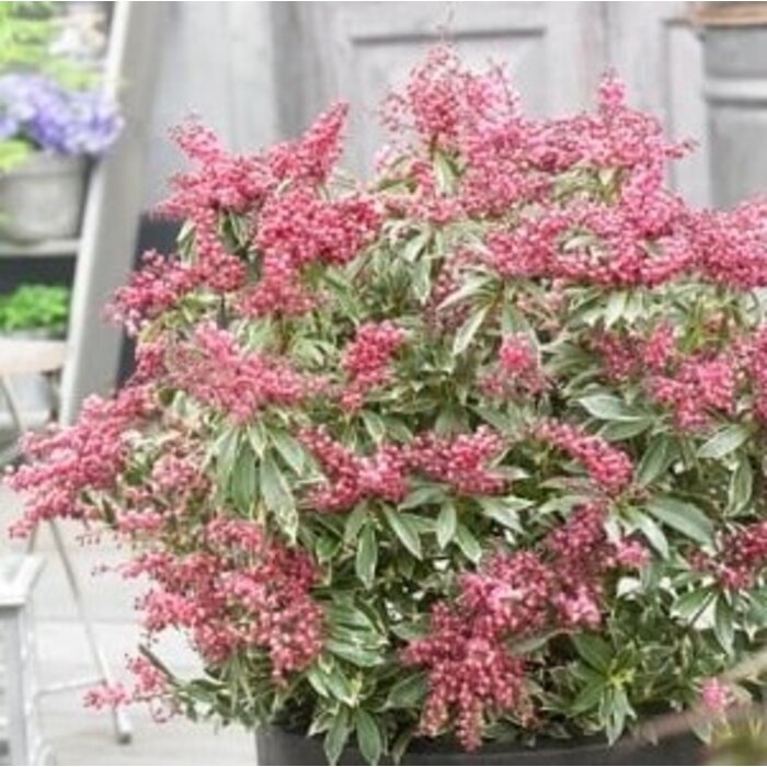 Rotsheide (Pieris japonica 'Ralto')