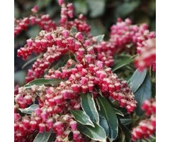 Rotsheide - Pieris japonica 'Ralto'