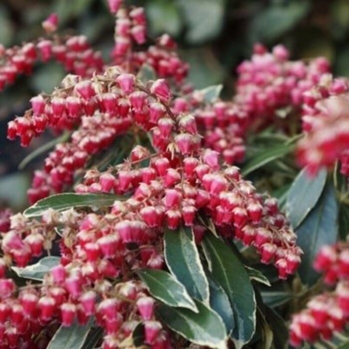 Rotsheide (Pieris japonica 'Ralto')