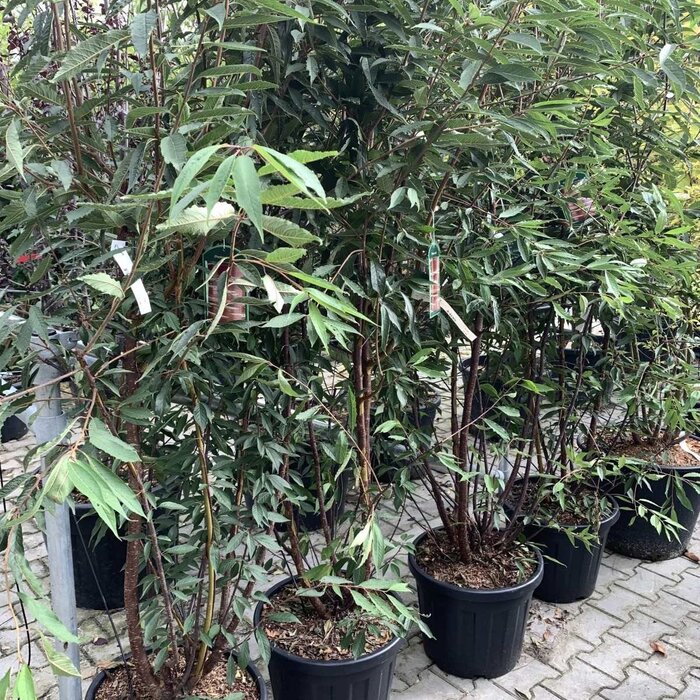 Japanse Sierkers - Prunus serrulata 'Amanogawa' struikvorm