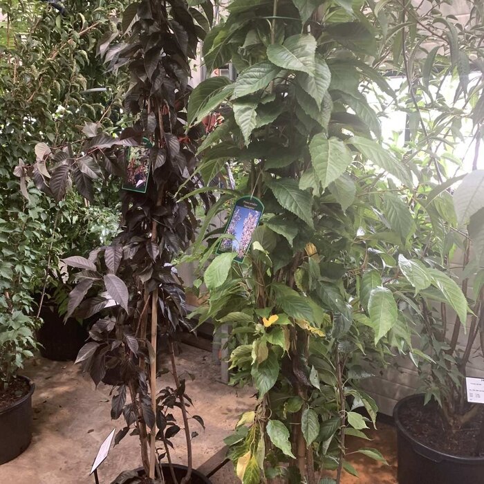 Japanse Sierkers - Prunus serrulata 'Amanogawa' struikvorm