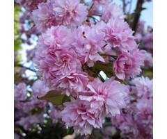 Japanse sierkers - Prunus serrulata 'Kanzan' struikvorm