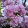 Japanse sierkers - Prunus serrulata 'Kanzan'