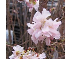 Japanse sierkers - Prunus subhirtella 'Autumnalis Rosea' struikvorm
