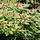 Fluweelboom - Rhus typhina