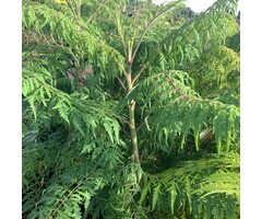 Fluweelboom - Rhus typhina