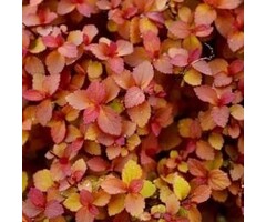 Spiraea japonica Zen 'Spirit® 'Caramel' -Spierstruik