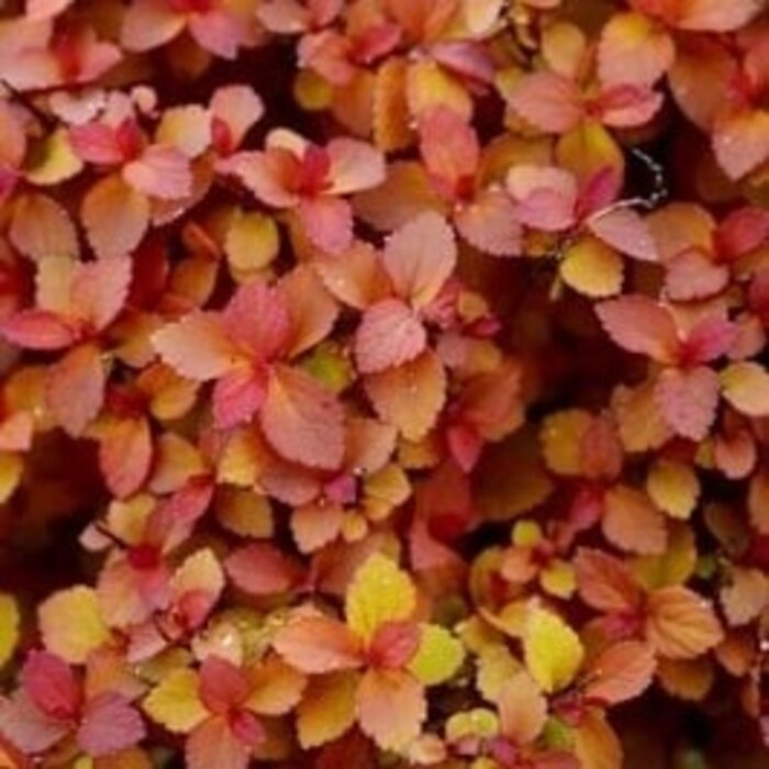 Spierstruik - Spirea japonica Zen'Spirit Caramel