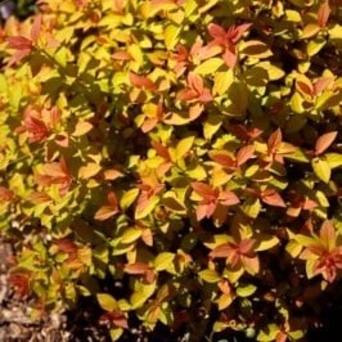 Spierstruik - Spirea japonica Zen'Spirit Caramel