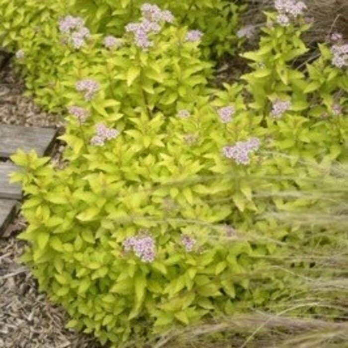 Spierstruik - Spiraea japonica Zen'Spirit® Gold'
