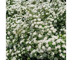 Spiraea nipponica 'June Bride' - Spierstruik