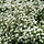 Spirea nipponica 'June Bride' - Spierstruik